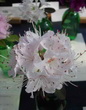 R. rigidum